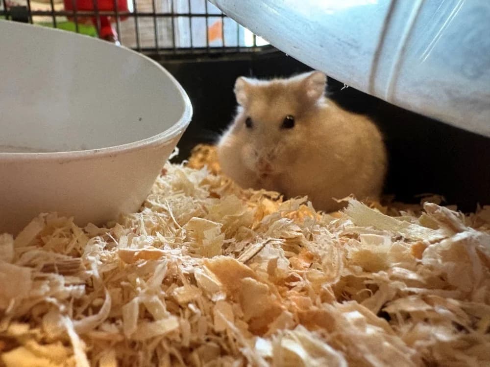 BIDIBAM, female Mixed Breed for adoption at Coeur de Flandres), Hazebrouck