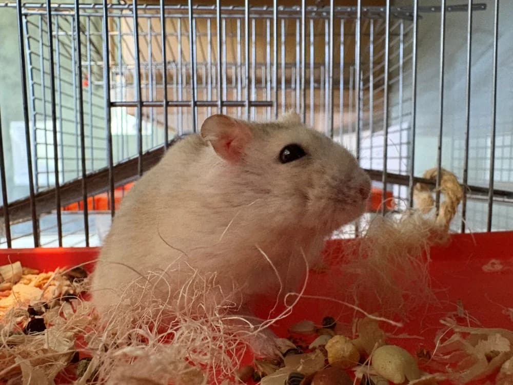 BIDIBOUM, male Mixed Breed for adoption at Coeur de Flandres), Hazebrouck