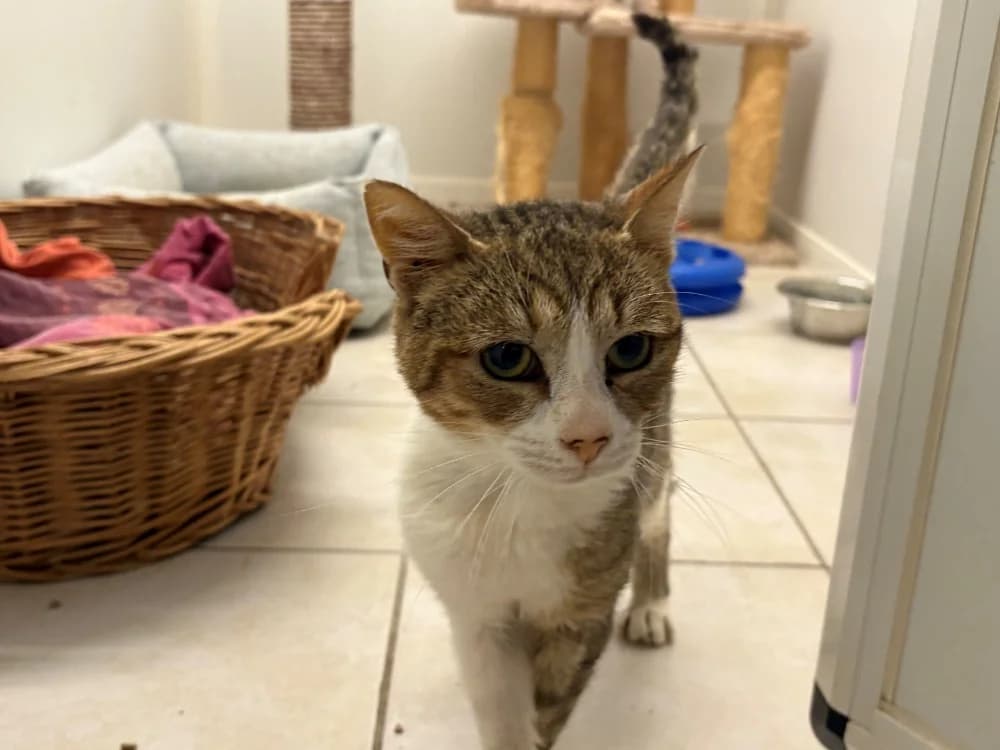 NOISETTE, male young Mixed Breed for adoption at Coeur de Flandres), Hazebrouck