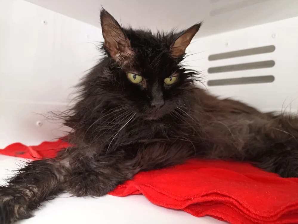 PHIMA, female senior Mixed Breed for adoption at Coeur de Flandres), Hazebrouck