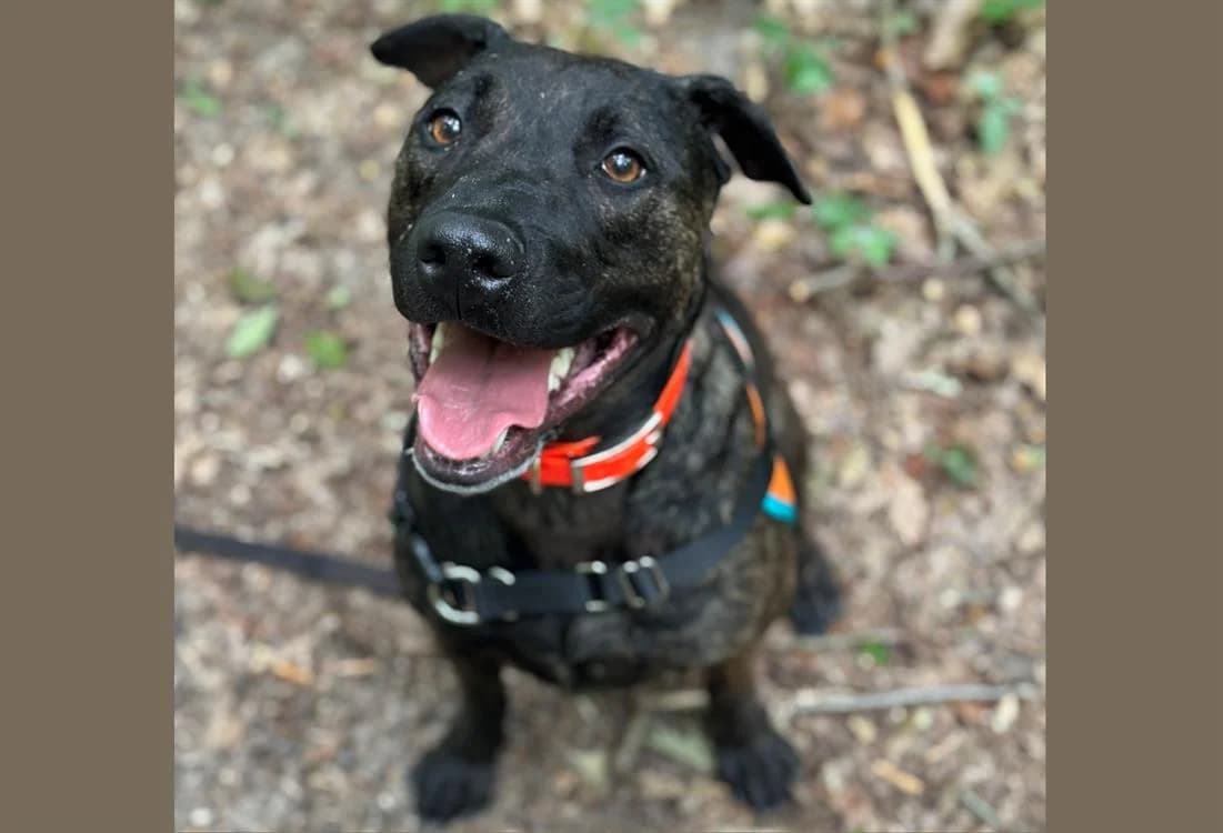BAHAMAS, female 3yo Mixed Breed for adoption at SPA Hermeray, Hermeray