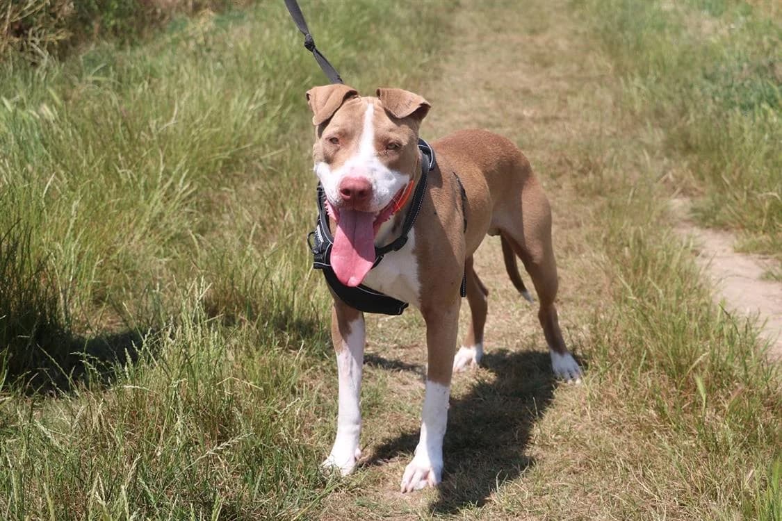 ZALKO, male young Mixed Breed for adoption at SPA Hermeray, Hermeray