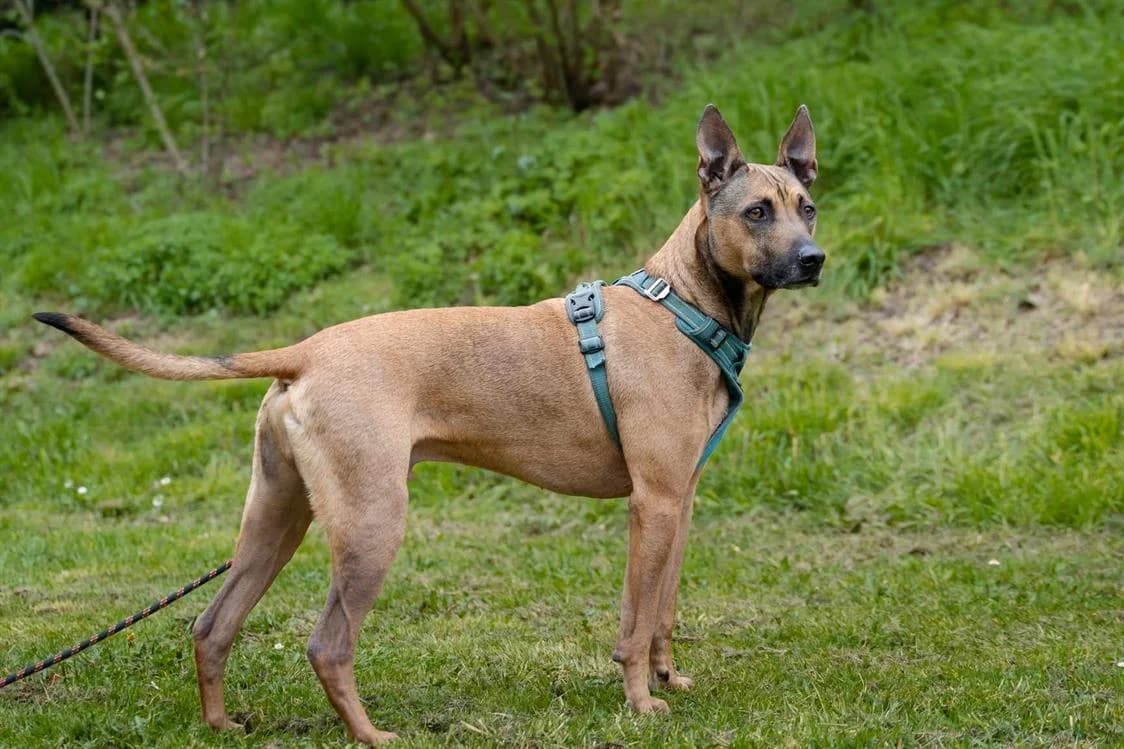 RHAPSODY, male 6yo Mixed Breed for adoption at SPA Hermeray, Hermeray