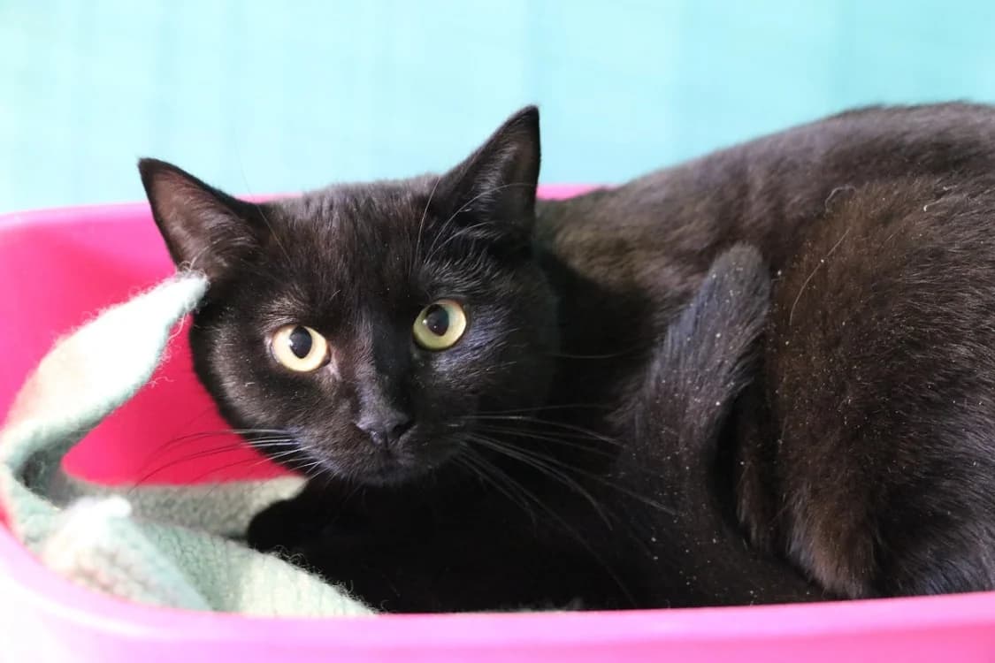 NOE HAB17521, male mixed breed for adoption at SPA Hermeray, Hermeray