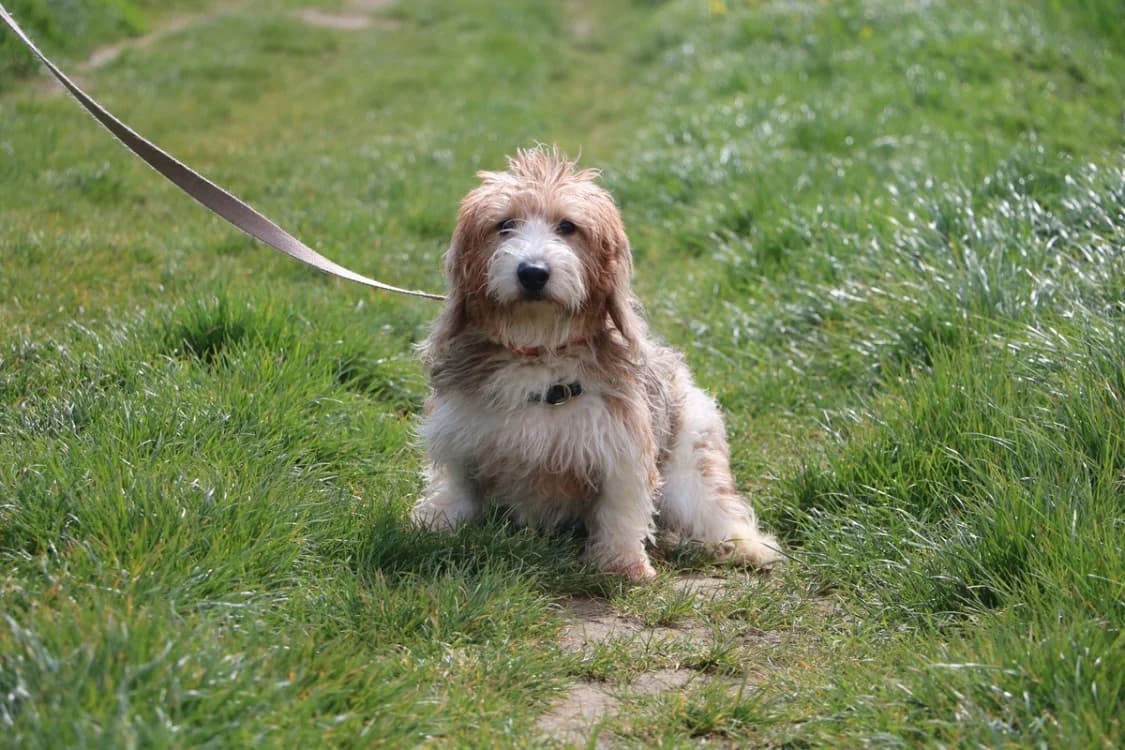ULMER, male 3yo Basset Hound for adoption at SPA Hermeray, Hermeray