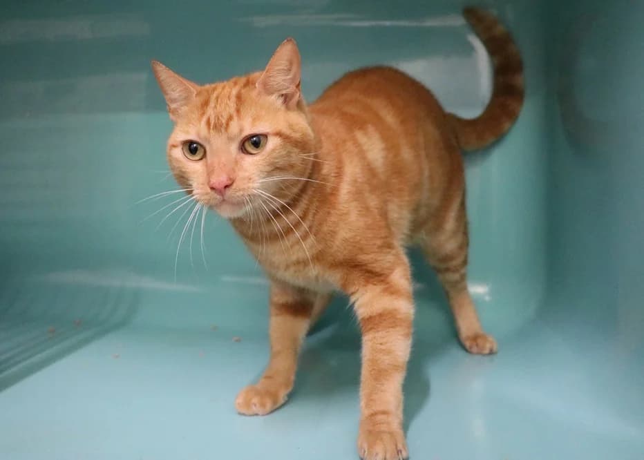 CARAMEL HAB17560, male young mixed breed for adoption at SPA Hermeray, Hermeray