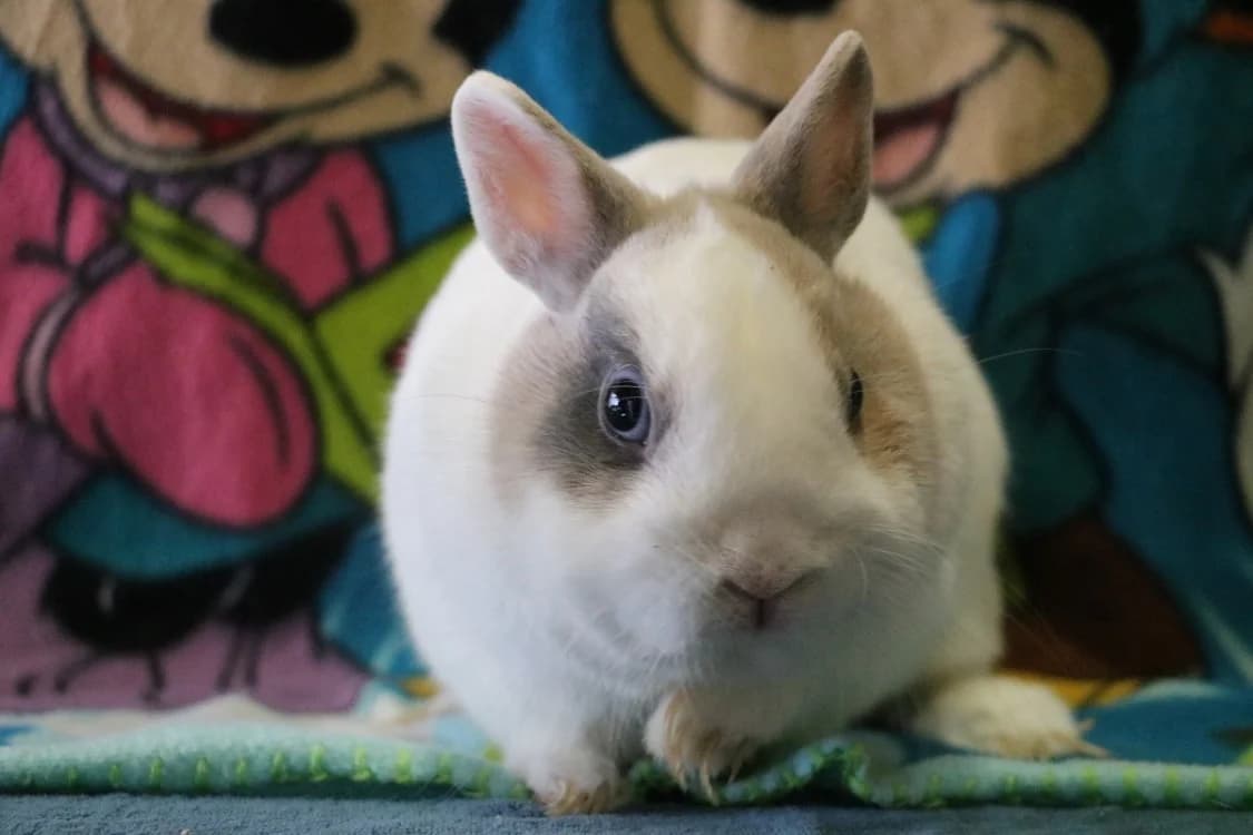 PONPON, female mixed breed for adoption at Coeur de Flandres), Hazebrouck