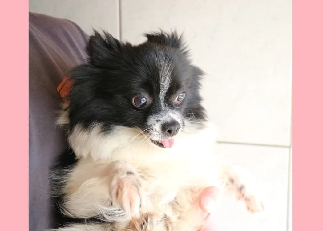 MIREILLE HAA24763, female mixed breed for adoption at SPA Hermeray, Hermeray