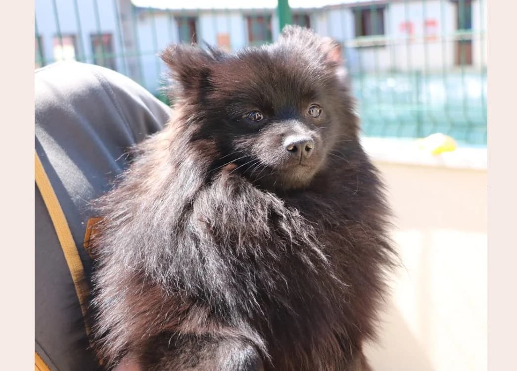 JULIO HAA24766, male mixed breed for adoption at SPA Hermeray, Hermeray