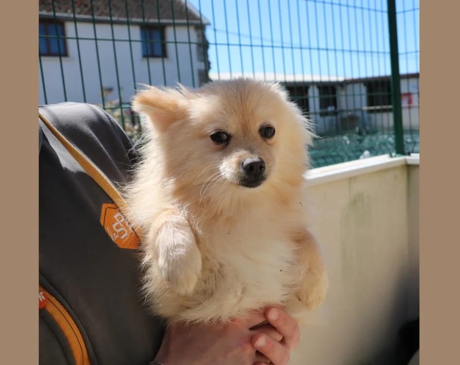 TIWA, male mixed breed for adoption at SPA Hermeray, Hermeray