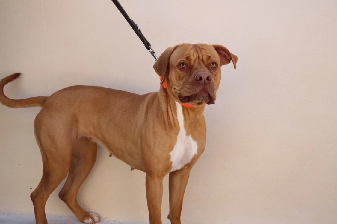 YUNA HAA24755, female Mixed Breed for adoption at SPA Hermeray, Hermeray