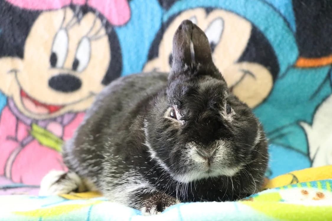 CHANTERELLE, female young Mixed Breed for adoption at SPA Hermeray, Hermeray