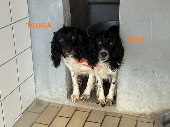 Tina, female 4yo mixed breed for adoption at SPA Hermeray, Hermeray