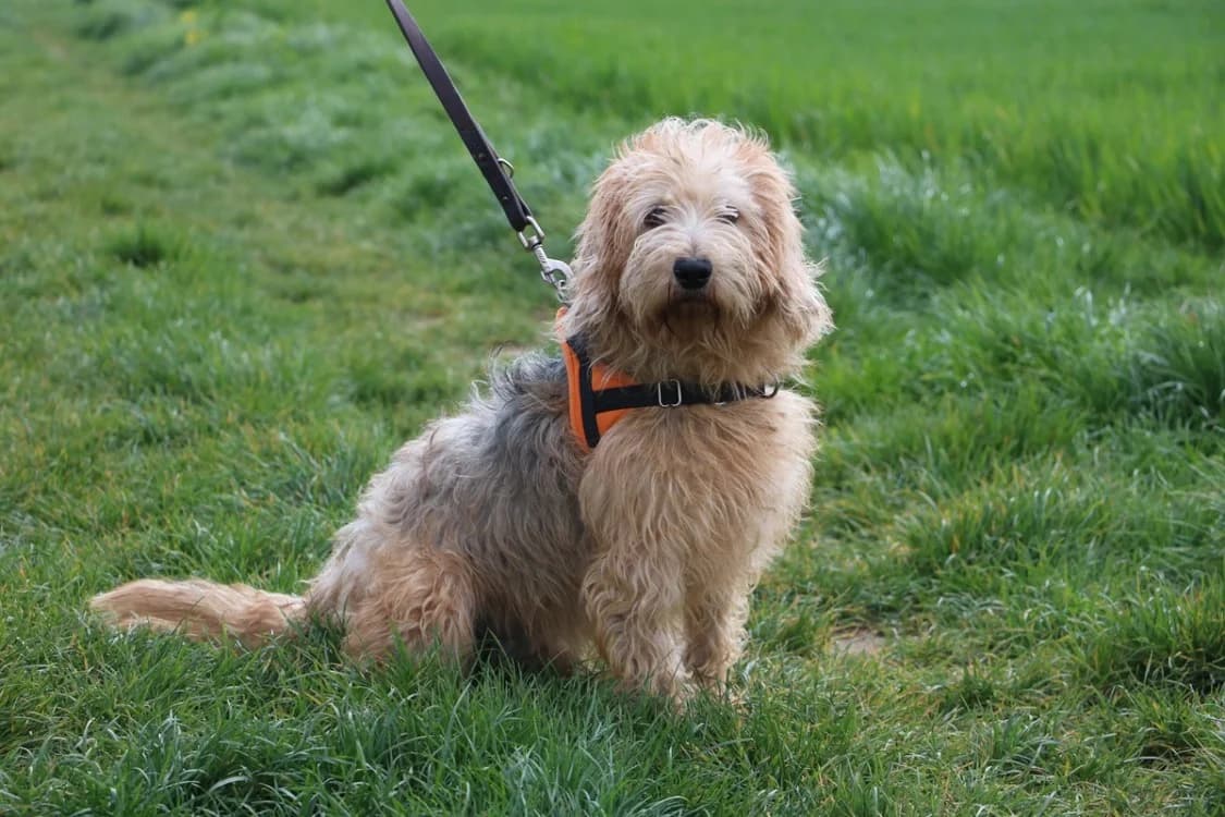 ULANE, male 3yo Basset Hound for adoption at SPA Hermeray, Hermeray