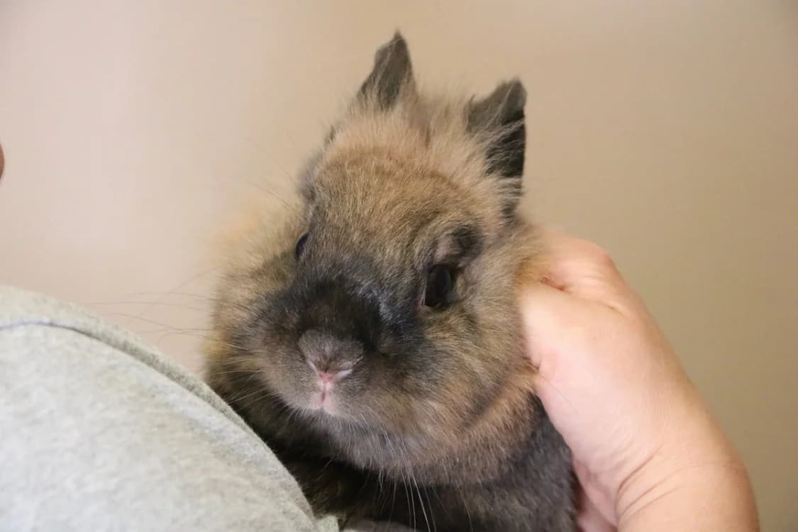 CRACOTTE, female 3yo Mixed Breed for adoption at SPA Hermeray, Hermeray