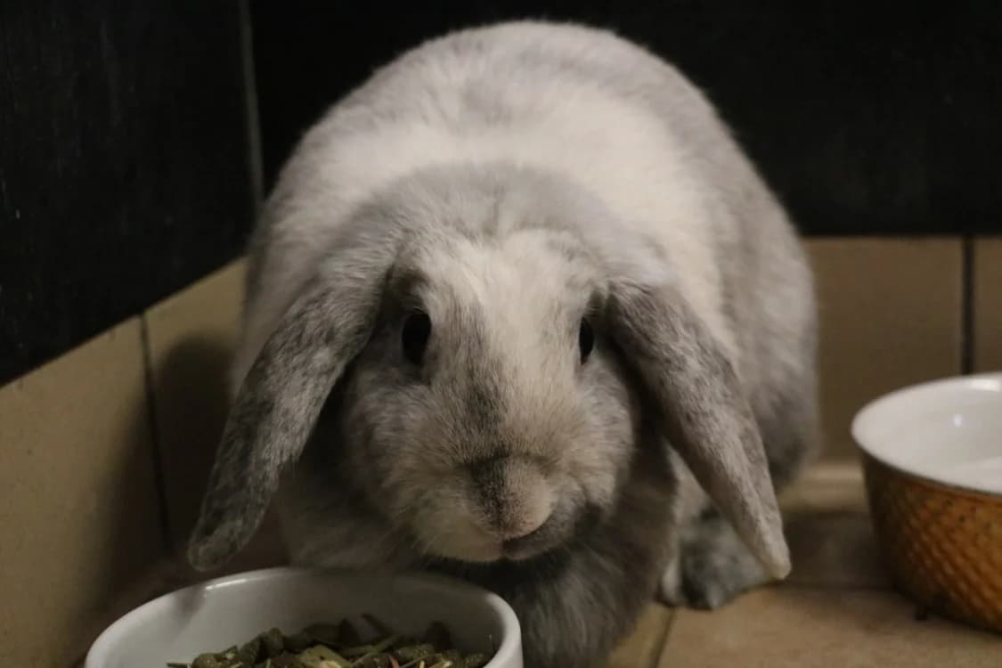 PELLUCHE, female 3yo Mixed Breed for adoption at SPA Hermeray, Hermeray