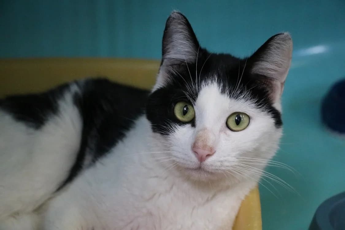 KANA, female young Mixed Breed for adoption at SPA Hermeray, Hermeray
