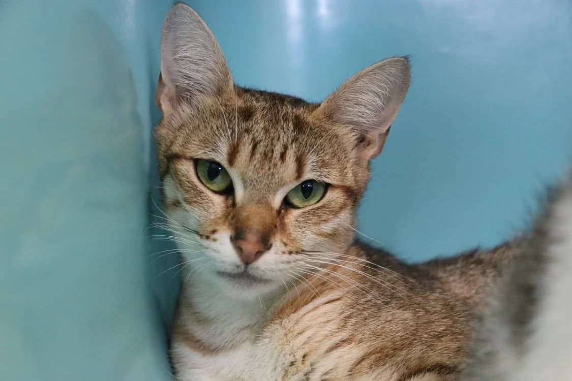 LUCY, female young Mixed Breed for adoption at SPA Hermeray, Hermeray