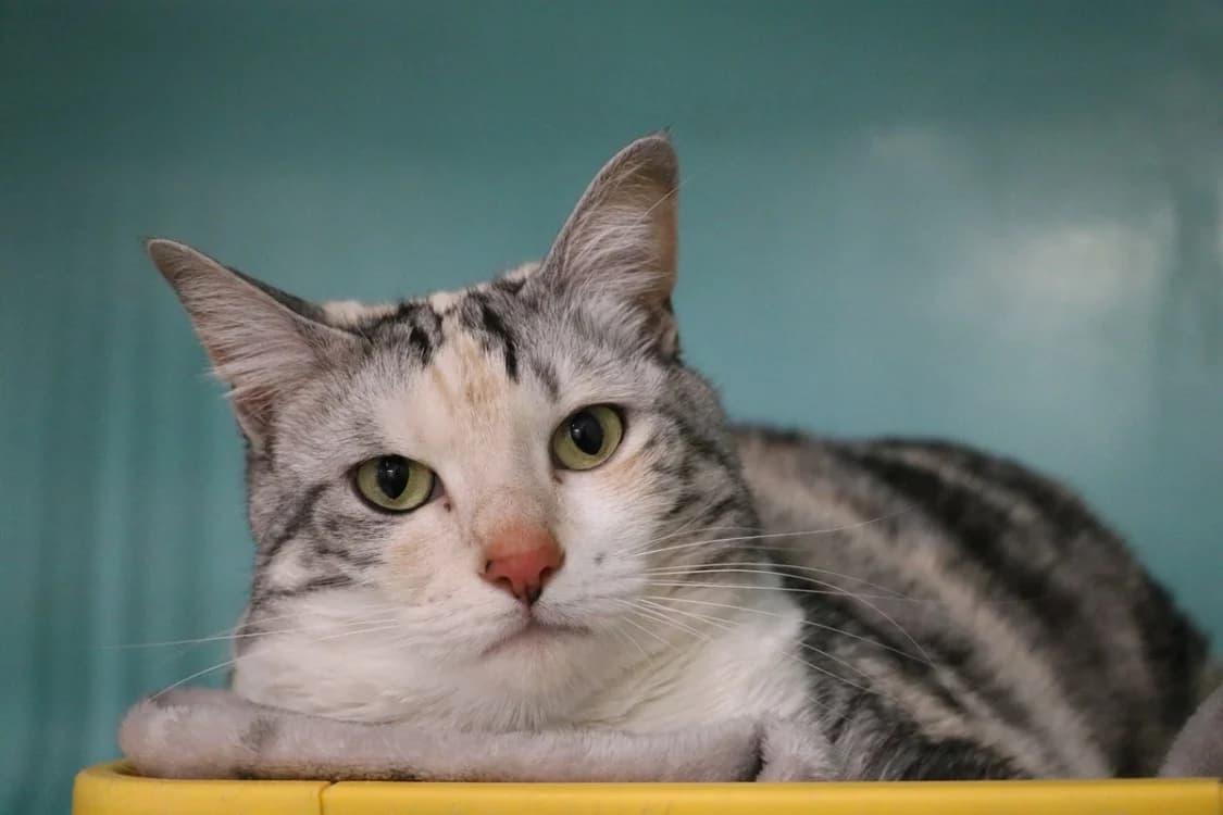 CHACHOU, female 5yo Mixed Breed for adoption at SPA Hermeray, Hermeray