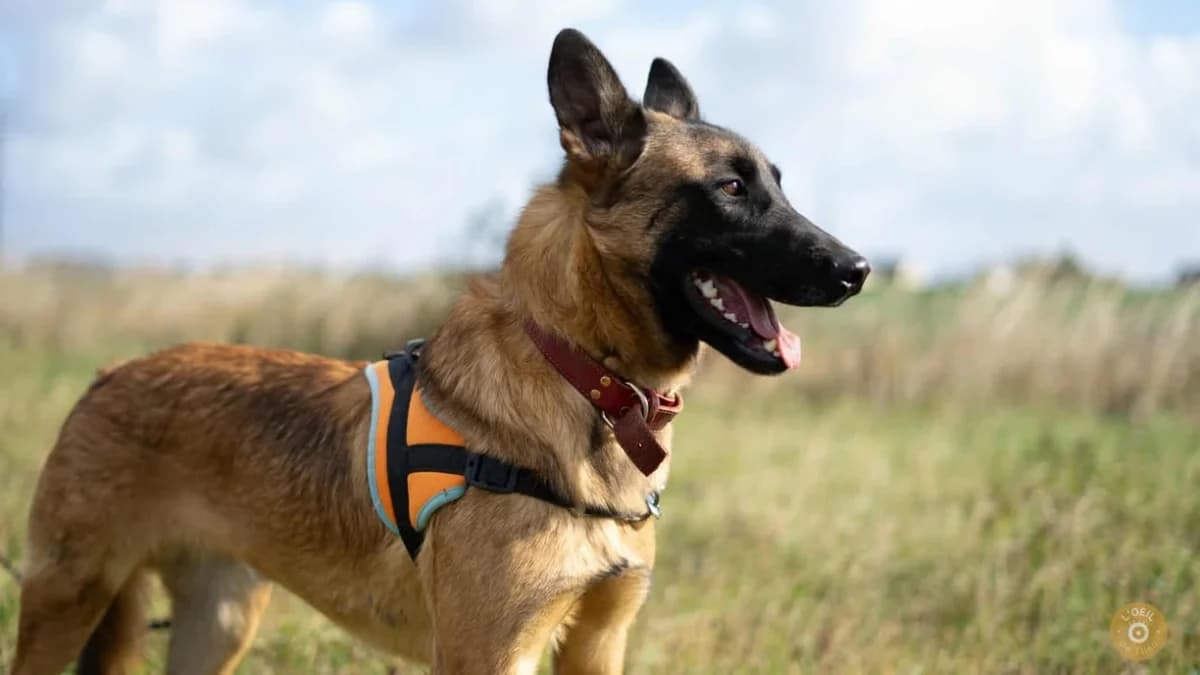 SKAR, male 3yo Belgian Malinois for adoption at SPA Hermeray, Hermeray