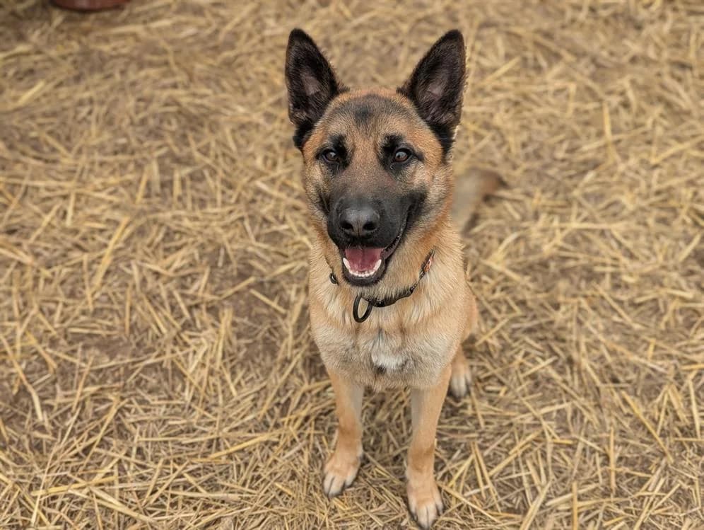 WOLF, male young Belgian Malinois for adoption at SPA Hermeray, Hermeray