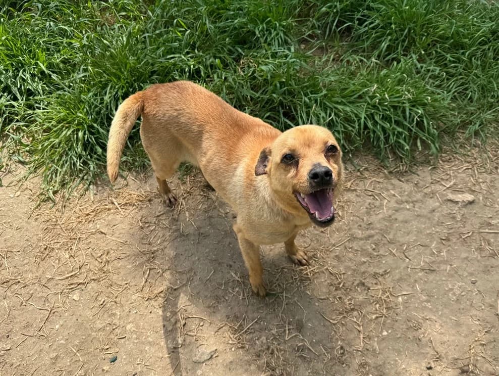 THELMA, female young Mixed Breed for adoption at SPA Hermeray, Hermeray