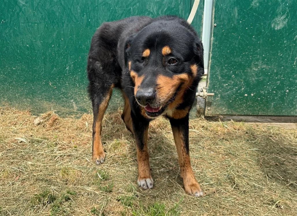 ROCKY, male 7yo Bernese Mountain Dog for adoption at SPA Hermeray, Hermeray