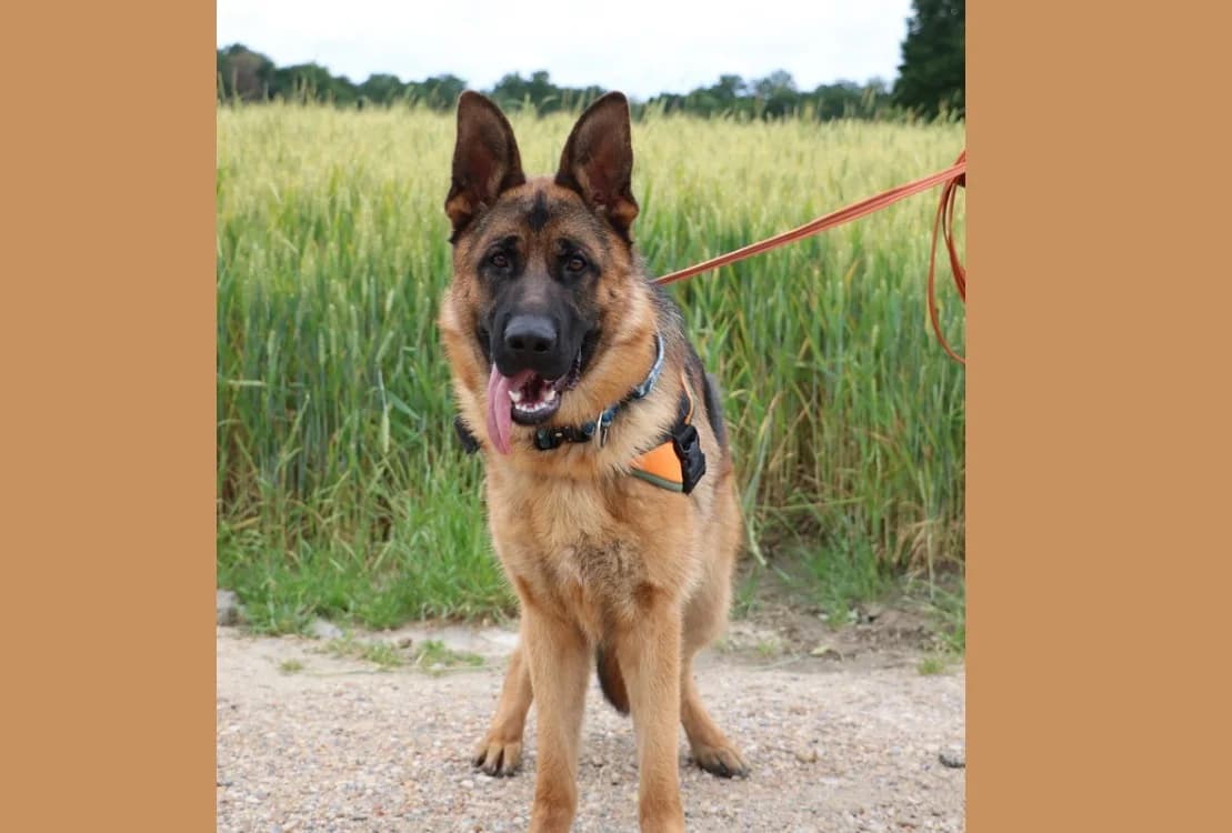 LUCKY, male German Shepherd for adoption at SPA Hermeray, Hermeray