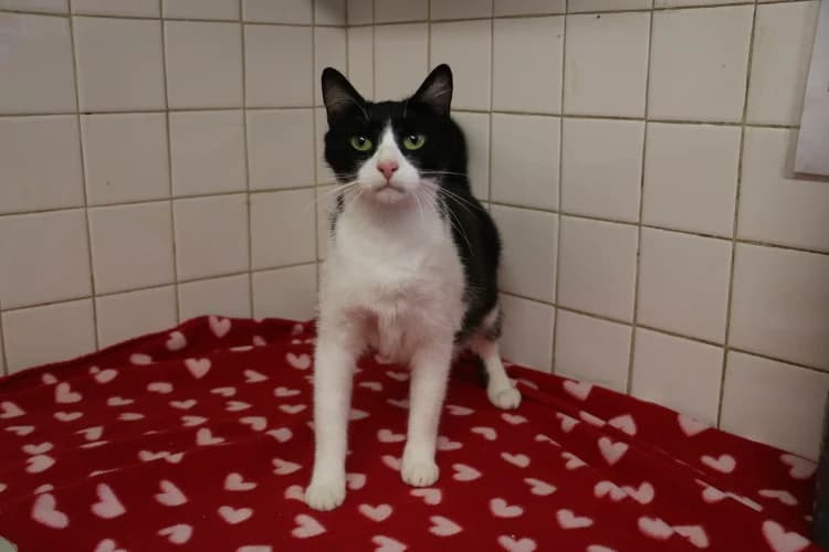 CHATAIGNE, female young Mixed Breed for adoption at SPA Hermeray, Hermeray