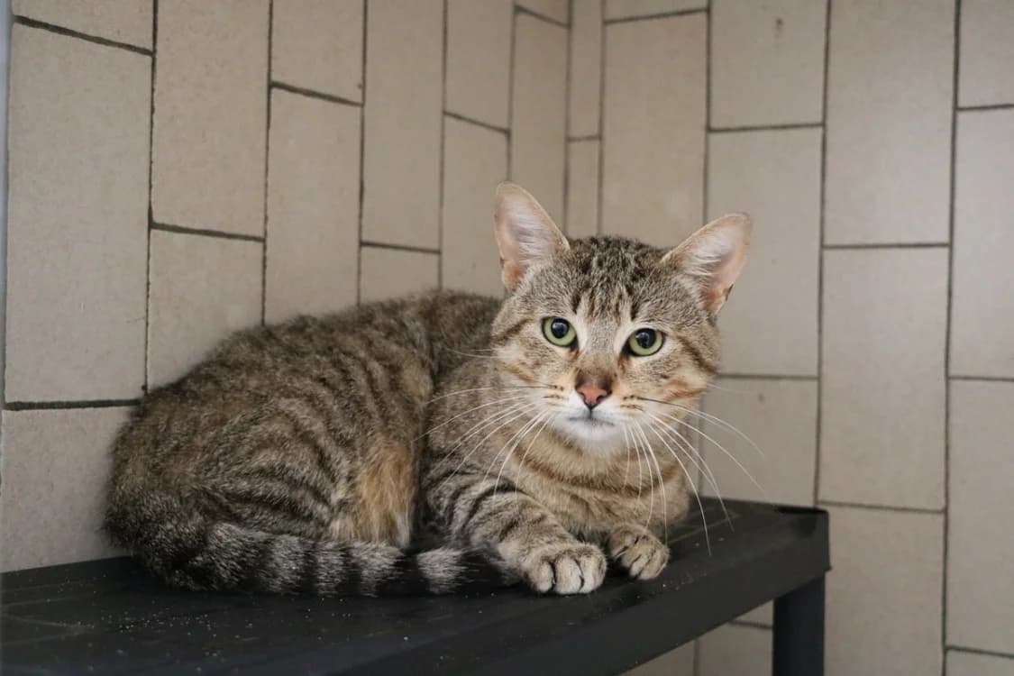 ARTHUR, male young Mixed Breed for adoption at SPA Hermeray, Hermeray