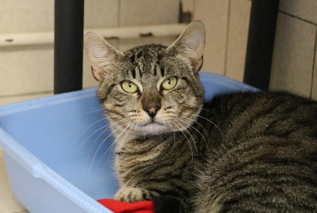 PERCEVAL, male Mixed Breed for adoption at SPA Hermeray, Hermeray