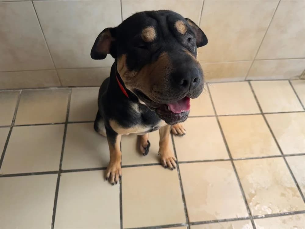 DARK, male young Shar Pei for adoption at SPA Hermeray, Hermeray