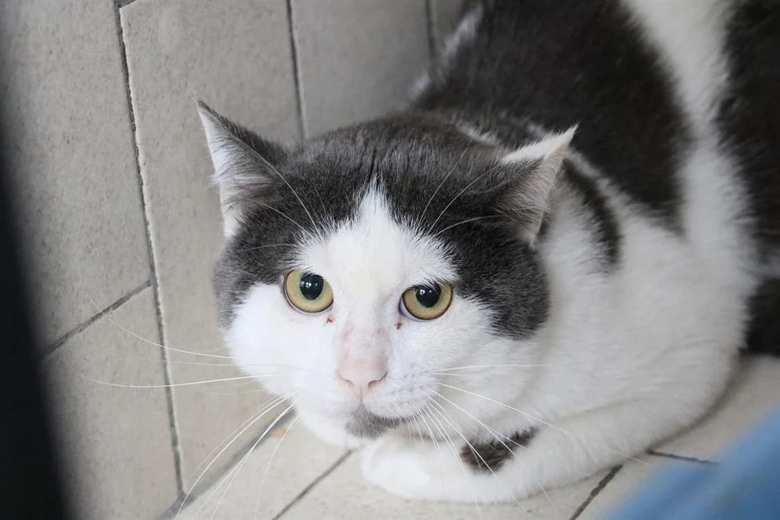 SID, male Mixed Breed for adoption at SPA Hermeray, Hermeray