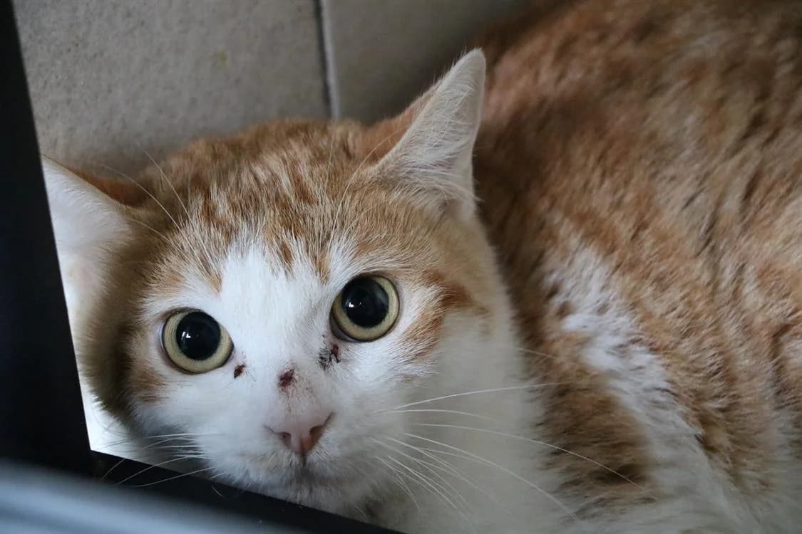 BECKIE, female Mixed Breed for adoption at SPA Hermeray, Hermeray