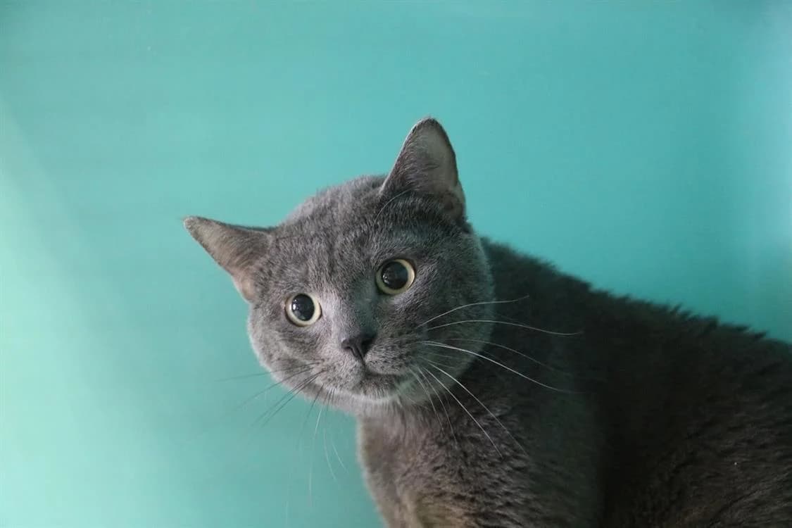 DIEGO, male Mixed Breed for adoption at SPA Hermeray, Hermeray