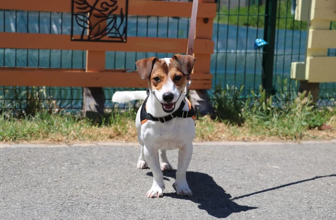 ALBY, female young Jack Russell Terrier for adoption at SPA Hermeray, Hermeray