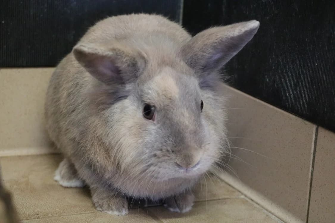 RAKSHA, male young mixed breed for adoption at SPA Hermeray, Hermeray