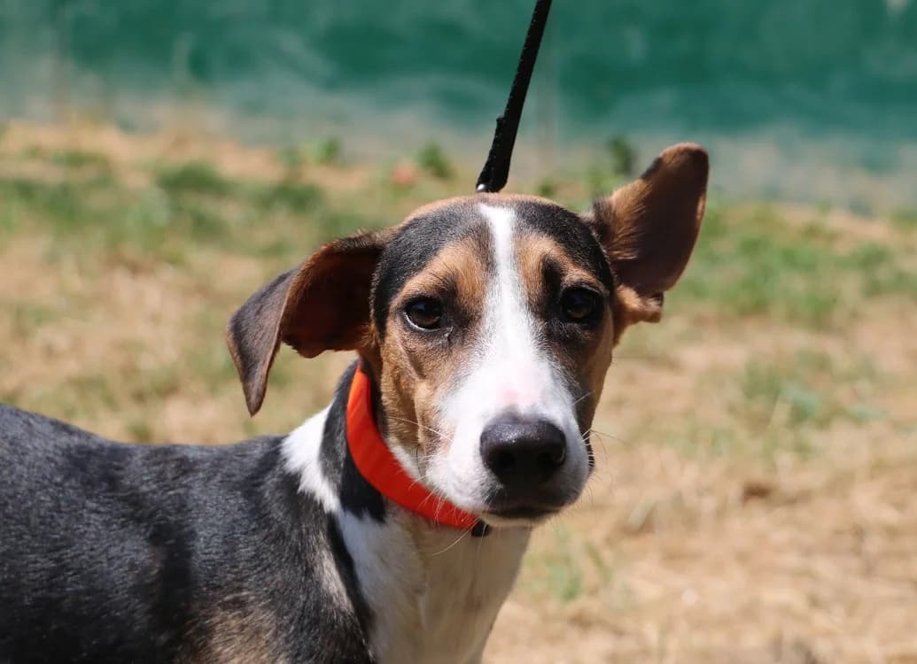 RISCA FACA, female mixed breed for adoption at SPA Hermeray, Hermeray