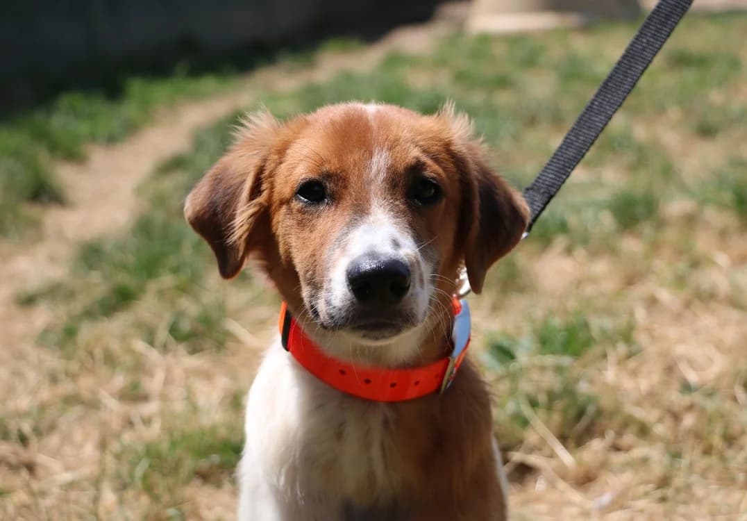 WEMBY, male mixed breed for adoption at SPA Hermeray, Hermeray