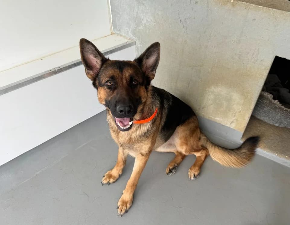 ASTRA, female young German Shepherd for adoption at SPA Hermeray, Hermeray