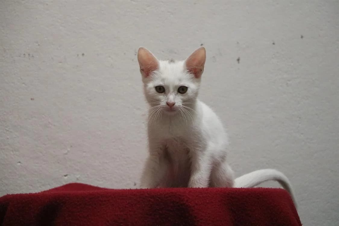 MISS GRIFFOUILLE, female Mixed Breed for adoption at SPA Hermeray, Hermeray