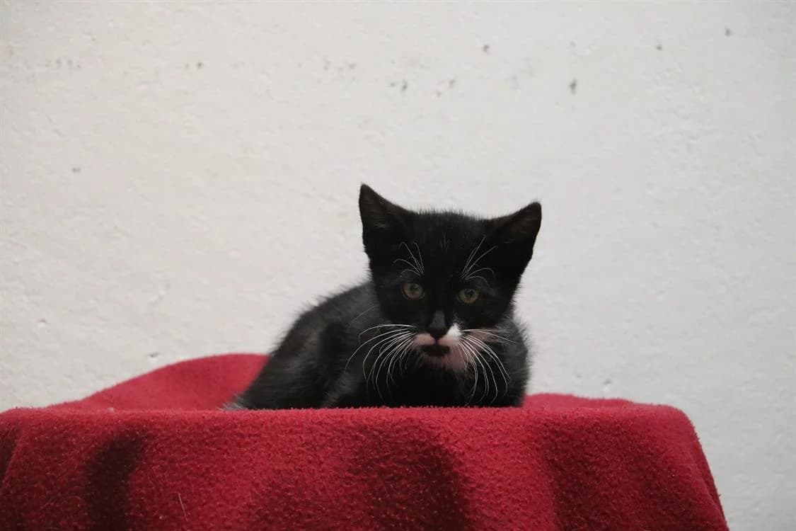 DOCTEUR MIAOU, male puppy Mixed Breed for adoption at SPA Hermeray, Hermeray