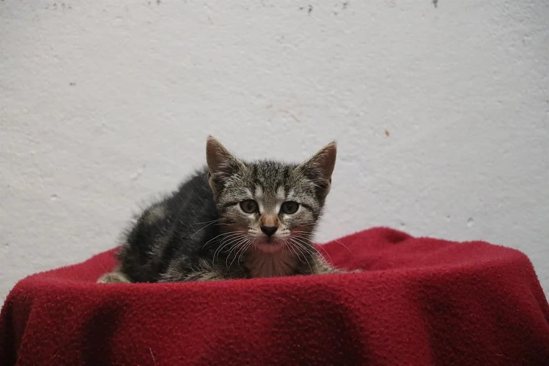 DAME CROQUETTES, female Mixed Breed for adoption at SPA Hermeray, Hermeray