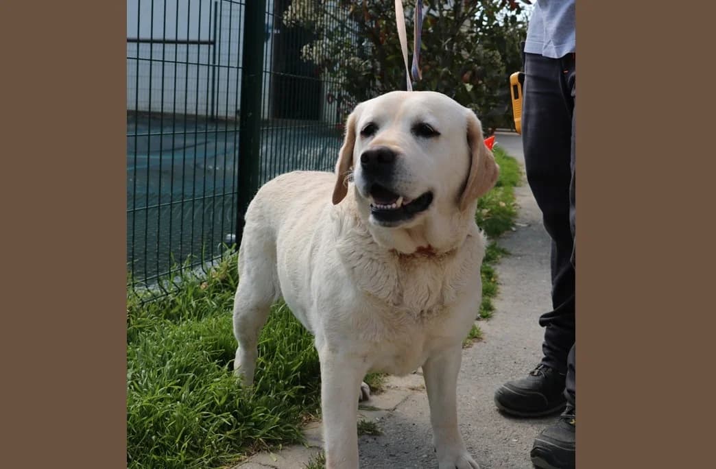 PAPEETE, female 6yo Labrador Retriever for adoption at SPA Hermeray, Hermeray