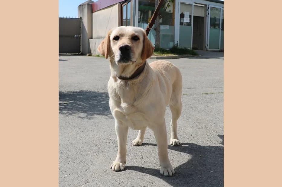 TENESSEE, female 4yo Labrador Retriever for adoption at SPA Hermeray, Hermeray
