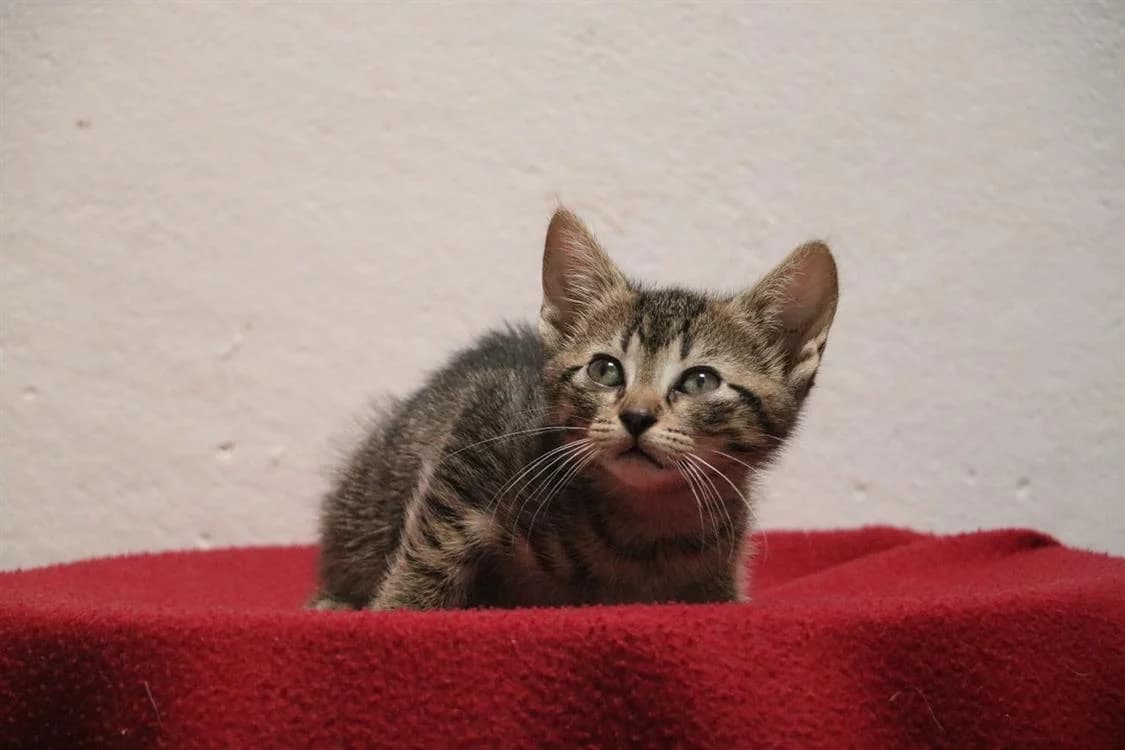 MARGE, female Mixed Breed for adoption at SPA Hermeray, Hermeray