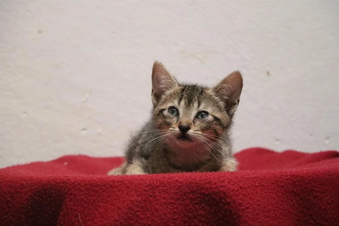 MILHOUSE, male puppy Mixed Breed for adoption at SPA Hermeray, Hermeray