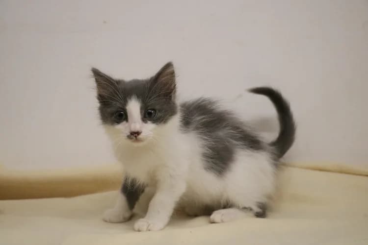 MIUMIU, female Mixed Breed for adoption at SPA Hermeray, Hermeray