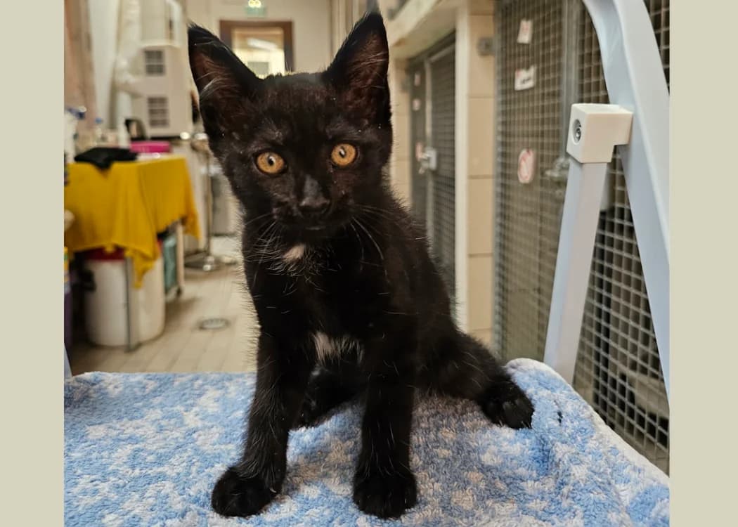 MARQUISE POMPOM, female Mixed Breed for adoption at SPA Hermeray, Hermeray