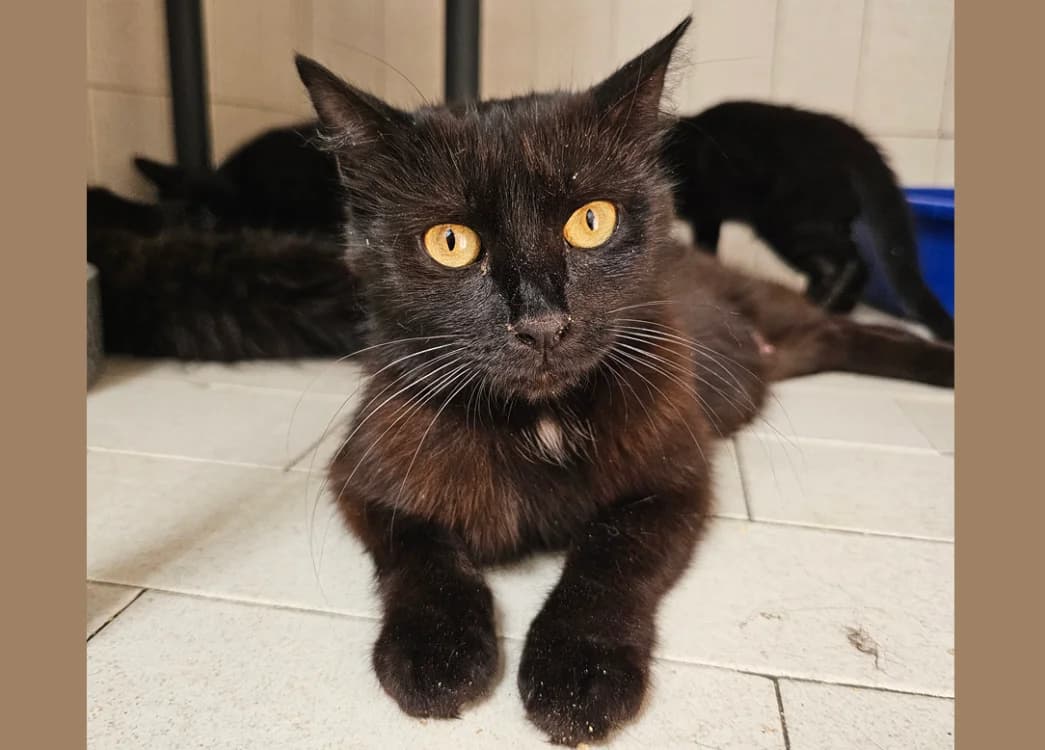 DUCHESSE MOUSTACHE, female 3yo Mixed Breed for adoption at SPA Hermeray, Hermeray